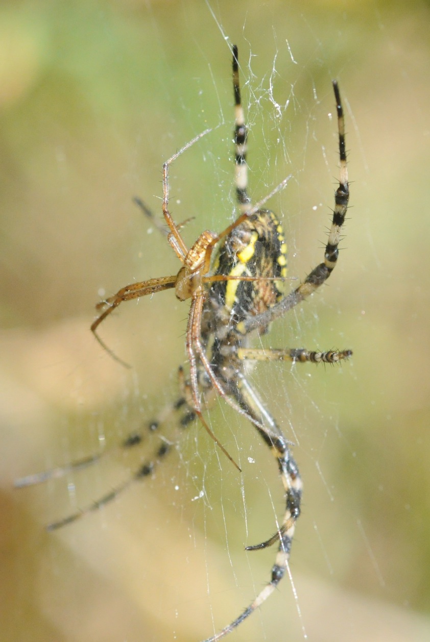 Argiope bruennichi